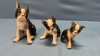 Quantity of Boston Terrier Figurines - 5