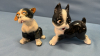 Quantity of Boston Terrier Figurines - 8