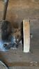 6IN BENCH GRINDER WITH WORK LIGHT. - 4