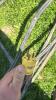 (3) CORDS WITH 230VOLT CORD ENDS. OUTER INSULATION ON ONE IS WORN THROUGH - 9