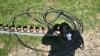 8FT HYDRAULIC SWEEP AUGER - 3