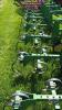 JOHN DEERE 825 6 ROW SCUFFLER - 7