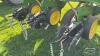 JOHN DEERE 7000 6 ROW PLANTER - 22