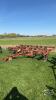INTERNATIONAL 13FT CULTIVATOR