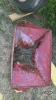 TURNCO APPROX 200BU GRAVITY WAGON - 13