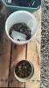 LOT OF CULTIVATOR PARTS - 4