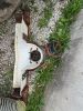 POLY MARKET 6IN X 12FT HYD. FERTILIZER AUGER - 7