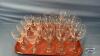 STEMWARE LOT - 3