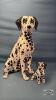 CERAMIC DALMATION DOG