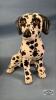 CERAMIC DALMATION DOG - 5