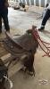 12IN WESTERN PONY SADDLE - 6