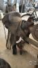 15IN WESTERN SADDLE