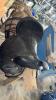 15IN SYNTHETIC AND LEATHER WESTERN SADDLE - 6