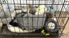 DOG CRATE WITH DOG TOYS - 4