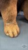 SANDICAST SHEEP DOG - 5