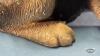 SANDICAST SHEEP DOG - 6