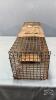 SQUIRREL TRAP - 4
