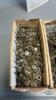 MISC. HARDWARE AND HOSE CLAMP LOT - 2