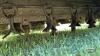 JOHN DEERE 27 14FT PTO FLAIL MOWER - 11