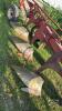 INTERNATIONAL 720 5-FURROW SEMI-MOUNT PLOW - 8
