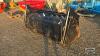 HLA 8FT GRAPPLE BUCKET - 3