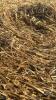 29 ROUND 5X4 BALES OF HAY - 3