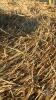 29 ROUND 5X4 BALES OF HAY - 4