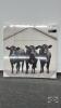 CATTLE PICTURE ON CANVAS