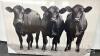 CATTLE PICTURE ON CANVAS - 2