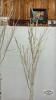 (2) DECORATIVE TREES WITH LIGHTS - 2