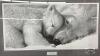 A NUMBERED PRINT "ARCTIC CUDDLE" BY LUCAS SEAWARD - 2