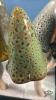 (10) CERAMIC FLOWER BED ORNAMENTS - 3