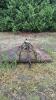 6FT 3PTH ROTARY MOWER - 2