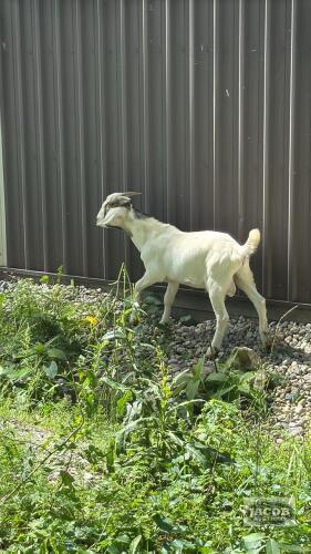 GIZMO THE BILLY GOAT