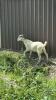 GIZMO THE BILLY GOAT