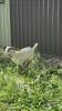 GIZMO THE BILLY GOAT - 2