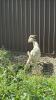 GIZMO THE BILLY GOAT - 3