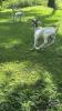GIZMO THE BILLY GOAT - 4
