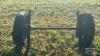 OLD AXLE - 2