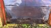 APPROX. 400 BUSHEL GRAVITY WAGON WITH LIGHTS - 15