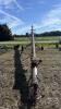 WESTFIELD W-80 APPROX 50FT X 8IN PTO GRAIN AUGER - 6