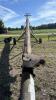 WESTFIELD W-80 APPROX 50FT X 8IN PTO GRAIN AUGER - 10