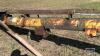 WESTFIELD W-80 APPROX 50FT X 8IN PTO GRAIN AUGER - 11