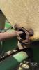 JOHN DEERE 7000 6 ROW PLANTER WITH MARKERS - 17