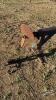 3PTH PTO MANURE AGITATOR WITH TRANSPORT - 8