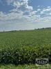 99.81 ACRES +/- KNOWN AS 580 DALY ROAD, ST.CLAIR, ON - 3
