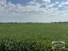 99.81 ACRES +/- KNOWN AS 580 DALY ROAD, ST.CLAIR, ON - 4