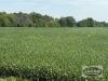 99.81 ACRES +/- KNOWN AS 580 DALY ROAD, ST.CLAIR, ON - 7
