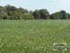 99.81 ACRES +/- KNOWN AS 580 DALY ROAD, ST.CLAIR, ON - 8
