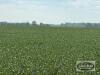 99.81 ACRES +/- KNOWN AS 580 DALY ROAD, ST.CLAIR, ON - 10